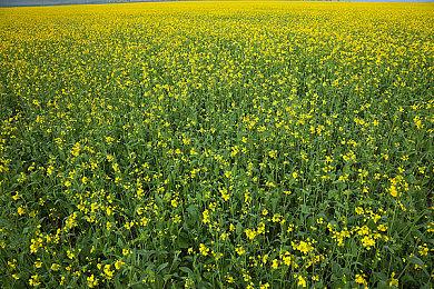 《超级猴子球 香蕉大乱斗》最新资讯公开：来自“刺猬索尼克”系列的角色将于DLC中登场！